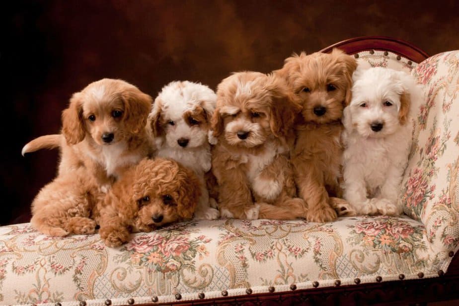 Pets — photographed by Moorman Photographics